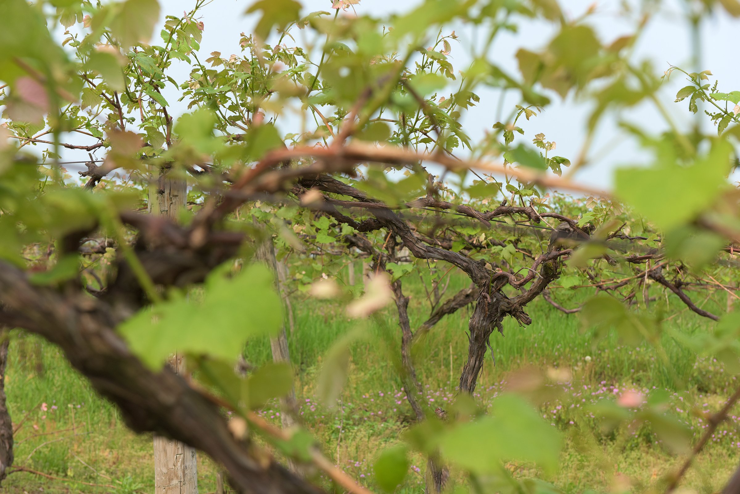 Concord Grapes in Van Buren County, Michigan farmland - LAND AUCTION - 194+/- ACRES OFFERED IN 5 TRACTS IN VAN BUREN COUNTY, MICHIGAN